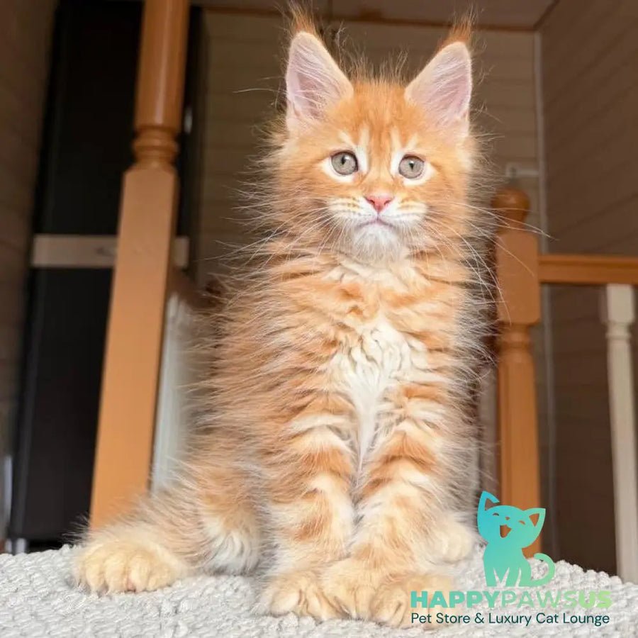 Bazilio polydactyl 6x6x6x6 photo 1
