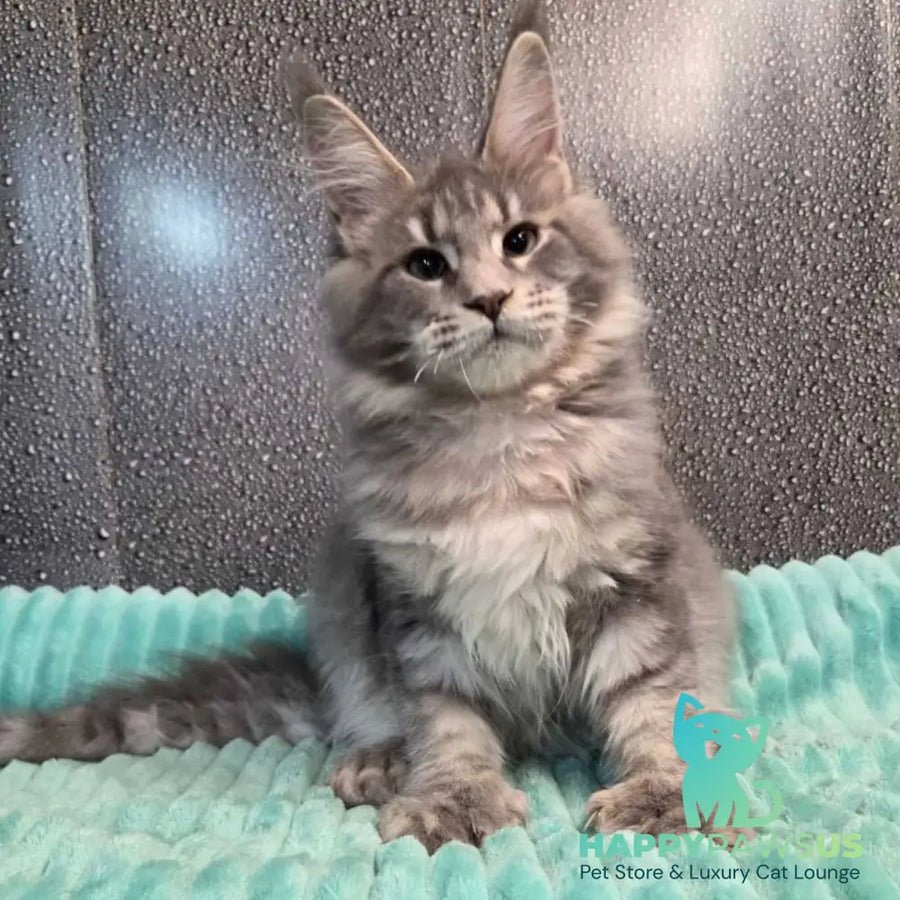 Xana polydactyl 6x6x6x6 photo 1