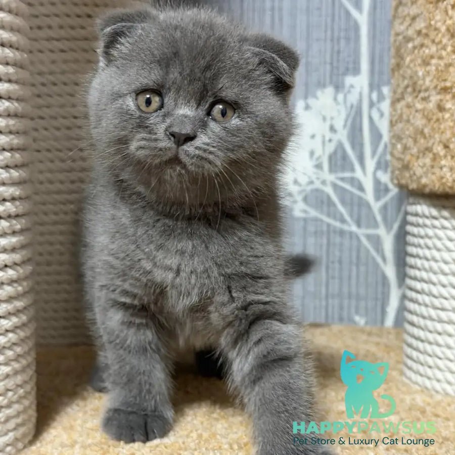 Baloo photo 1