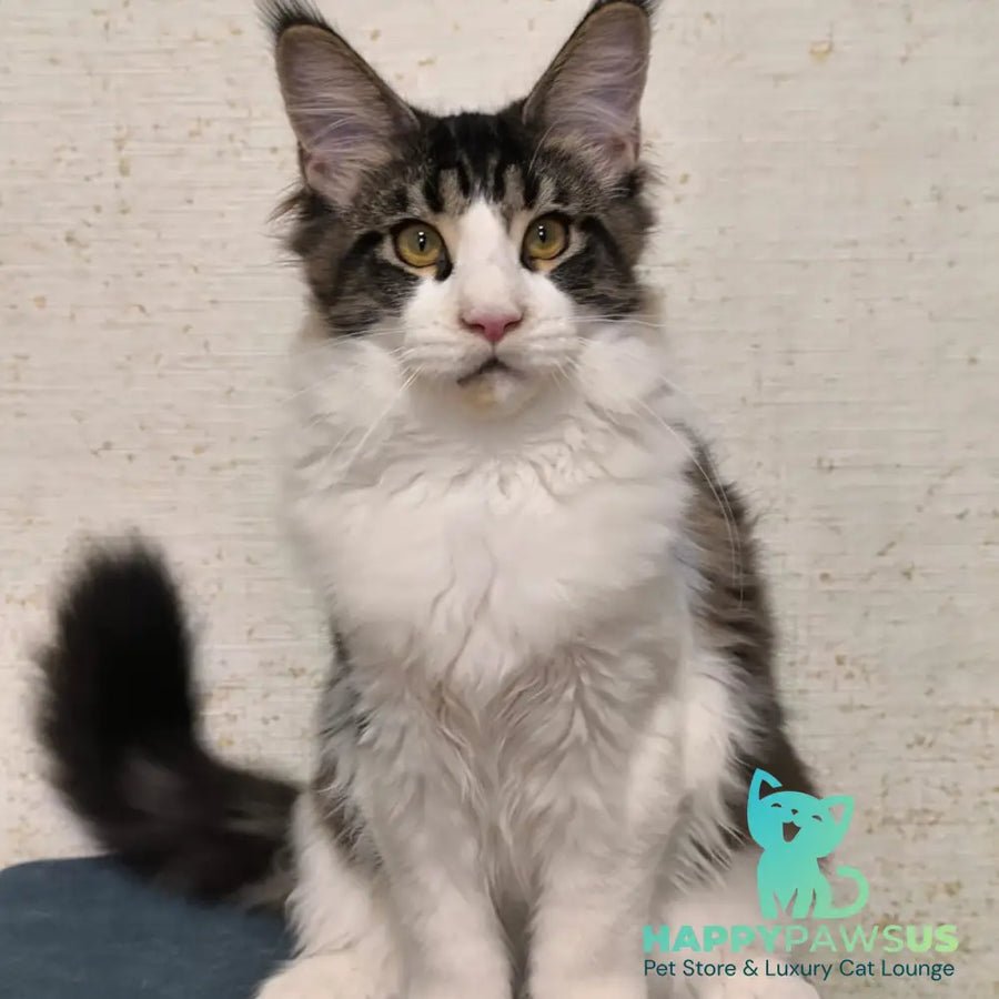 Alpha polydactyl photo 1