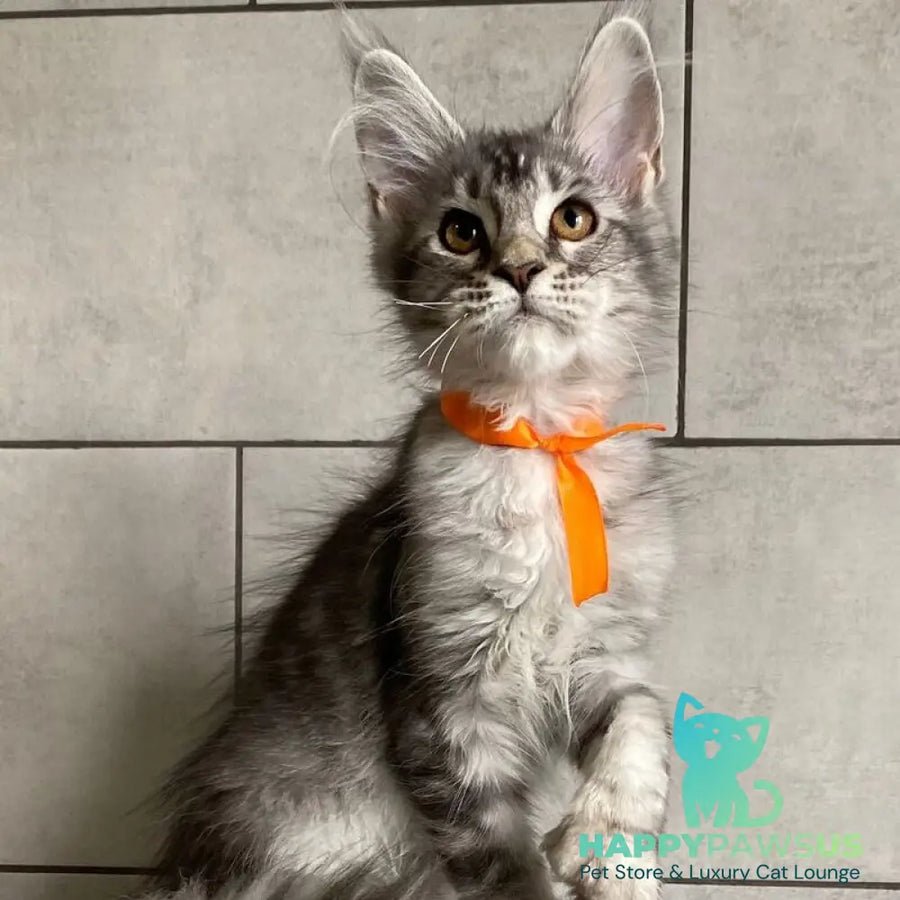 Ulksa polydactyl 6x6x6x6 photo 1