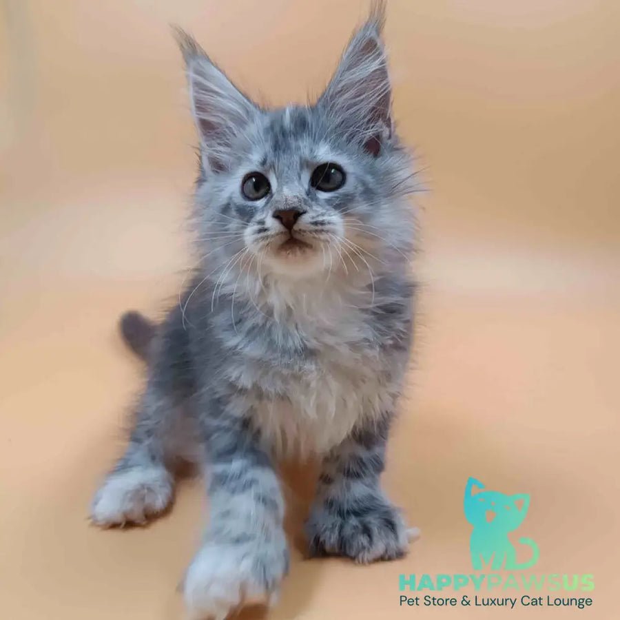 Juliana polydactyl 6x6x6x6 photo 1