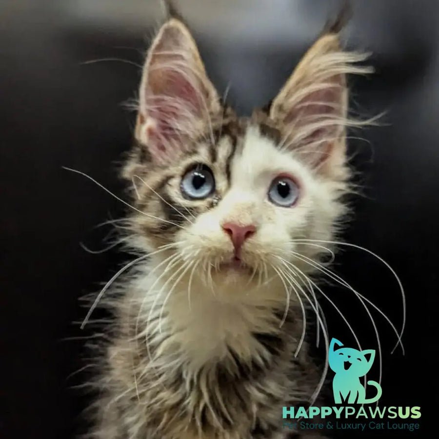 Domino polydactyl 6x6x6x6 photo 1
