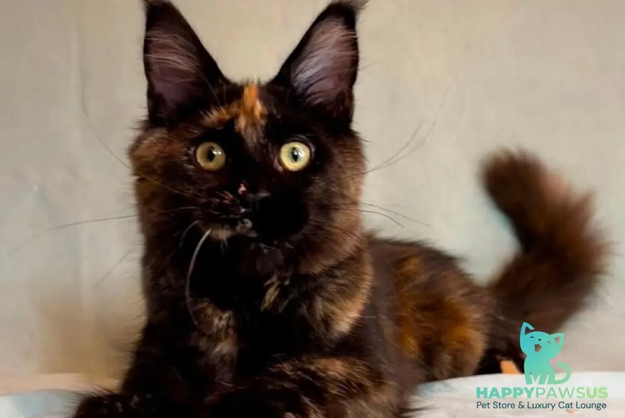 Magic polydactyl photo 1