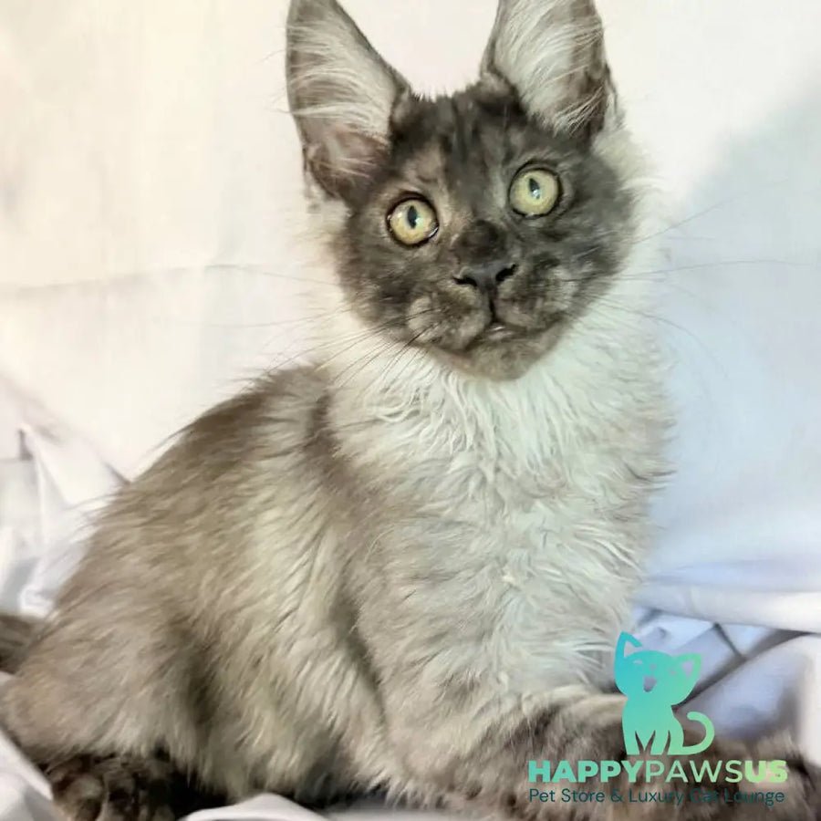 Imperius polydactyl 5x5x6x6 photo 1