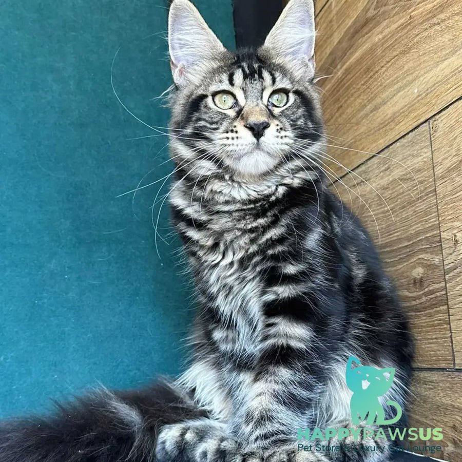 Indy polydactyl photo 1