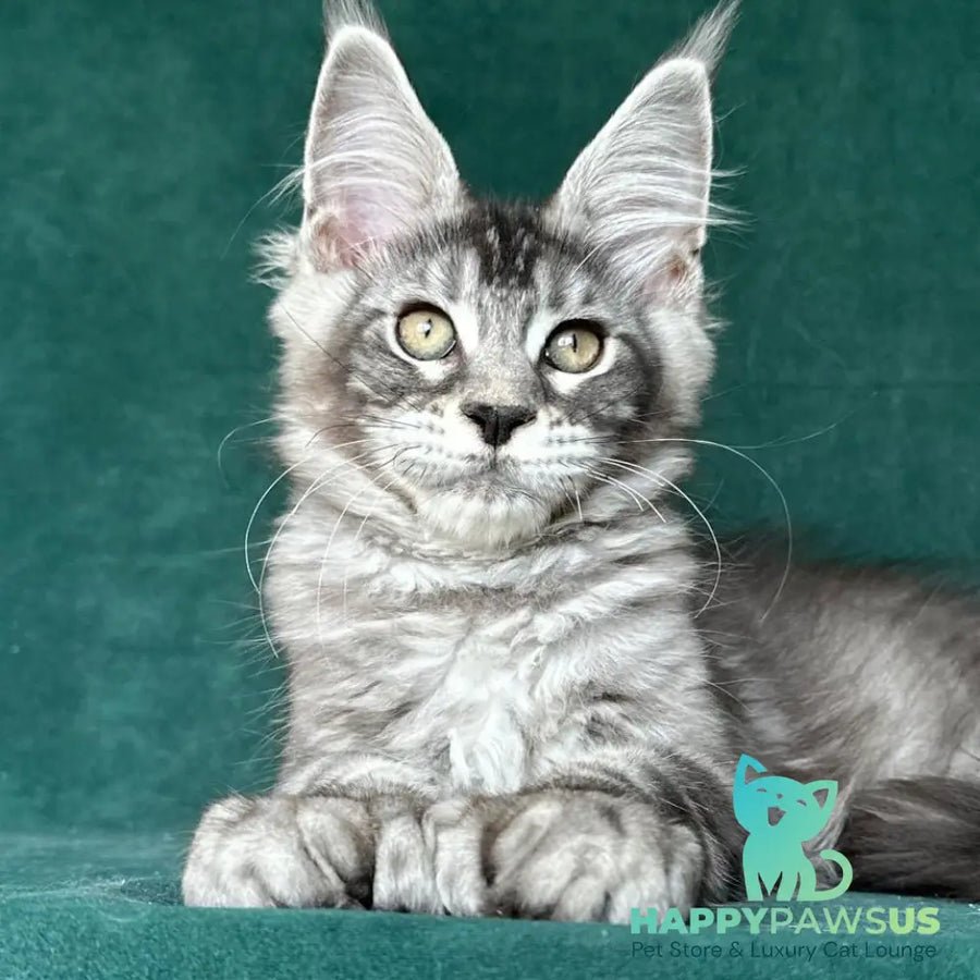 Iron polydactyl photo 1
