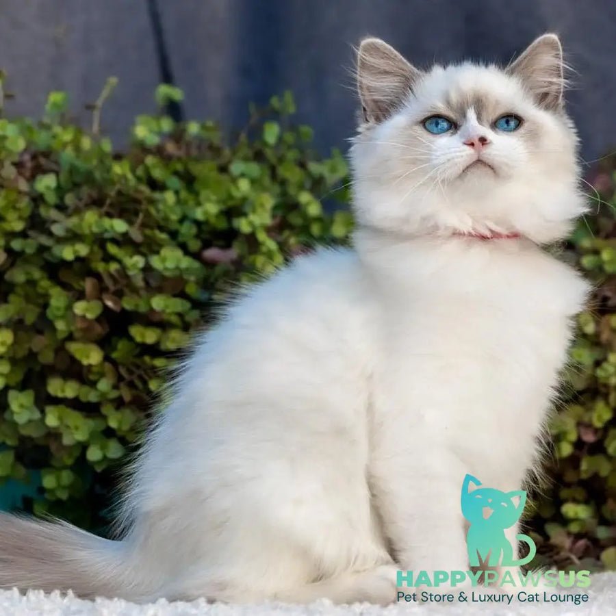 Markiza photo 1