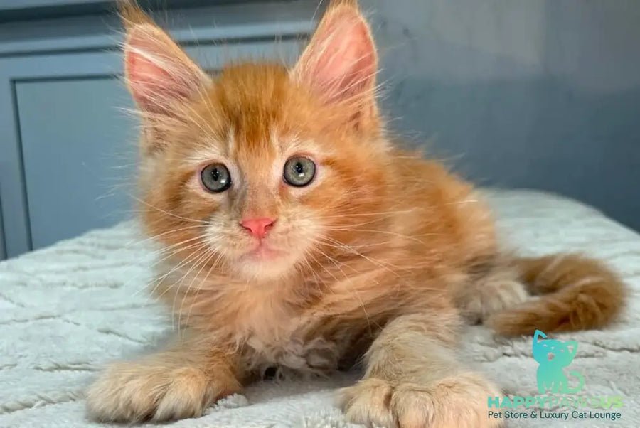 Marik polydactyl photo 1