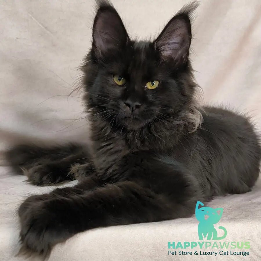 Freya polydactyl photo 1