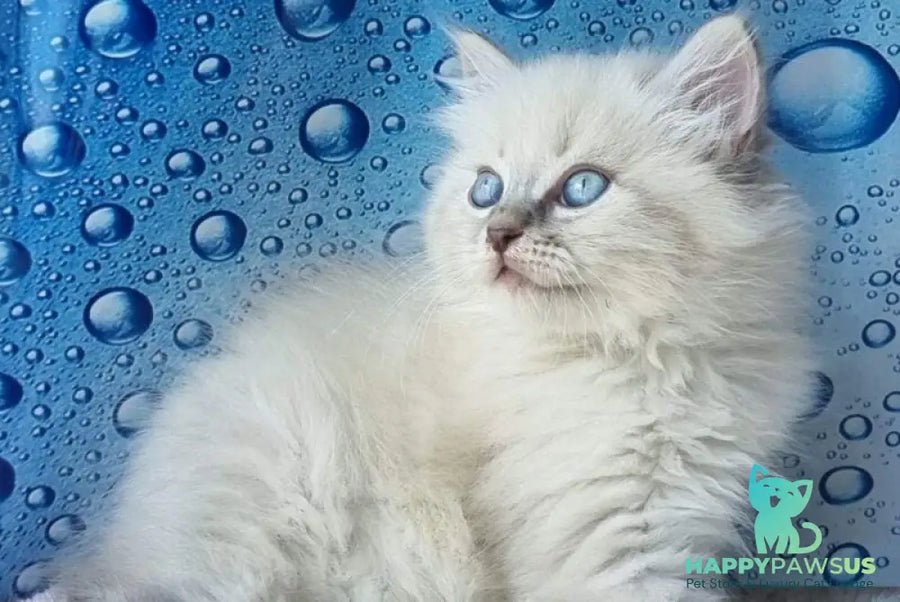 Zahar photo 1