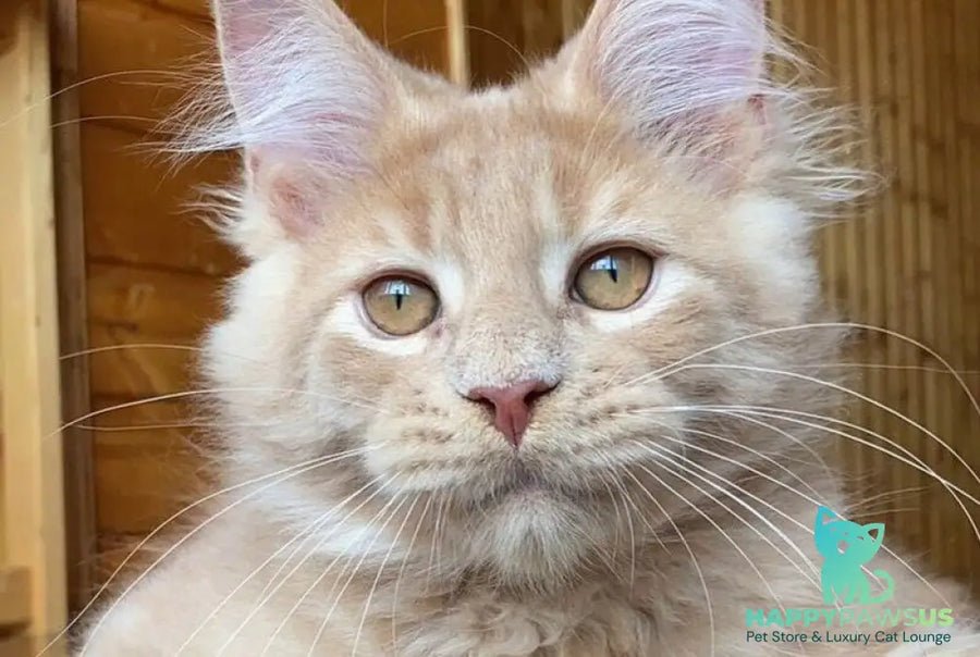 Felix photo 1