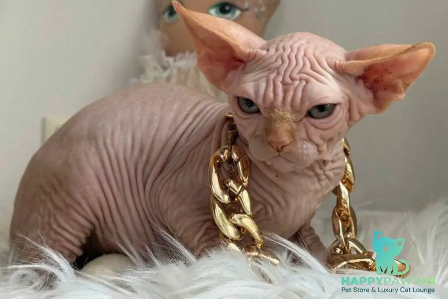 Sultan Canadian photo 1