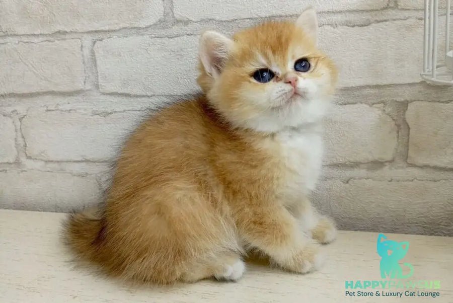 Makar photo 1