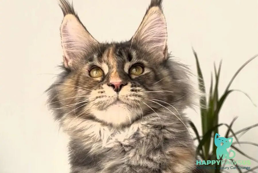 Roxy polydactyl photo 1